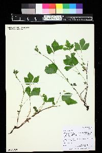 Rubus pubescens image