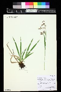 Luzula parviflora image