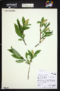 Salix serissima image