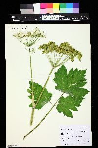 Heracleum maximum image