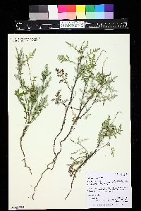 Ambrosia tomentosa image