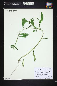 Asperugo procumbens image