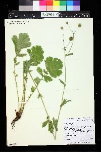 Geum macrophyllum image