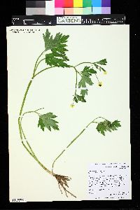 Ranunculus macounii image