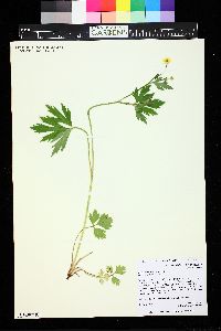 Ranunculus macounii image