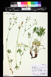 Potentilla hippiana image