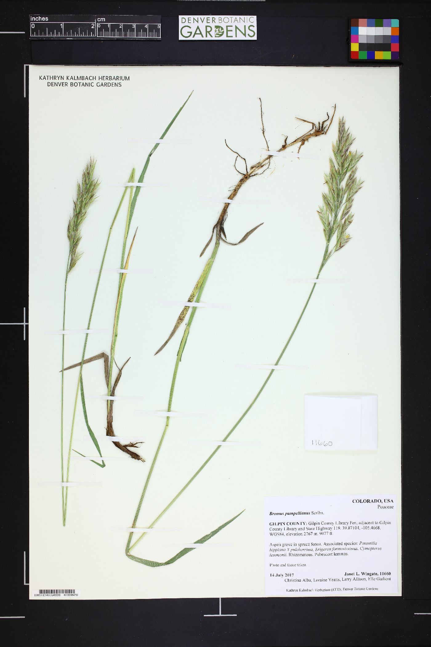 Bromus pumpellianus image