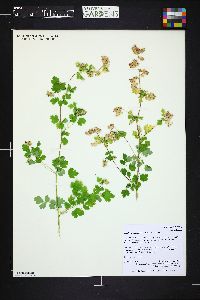 Thalictrum dasycarpum image