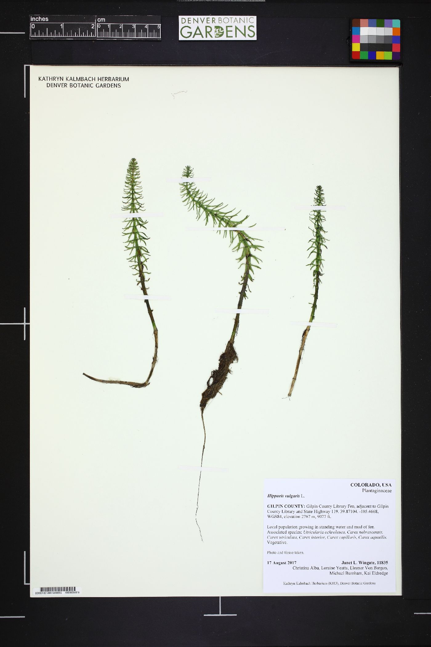 Hippuris vulgaris image