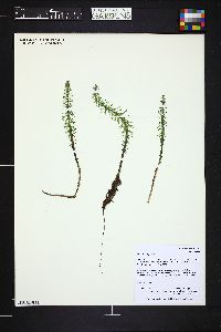 Hippuris vulgaris image