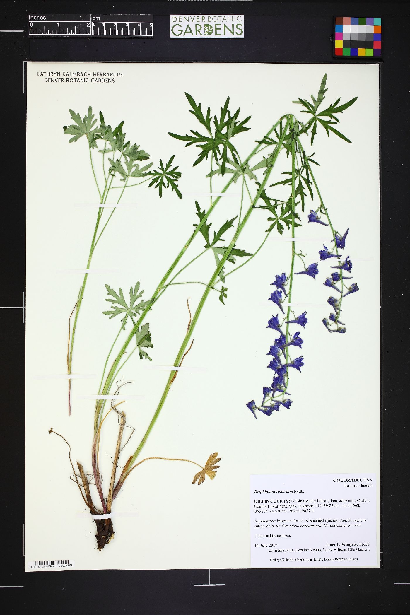 Delphinium ramosum image