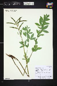 Thermopsis divaricarpa image