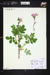 Rosa acicularis image