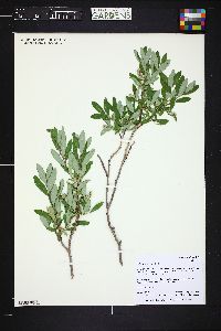 Salix brachycarpa image