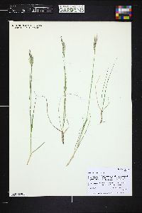 Danthonia intermedia image