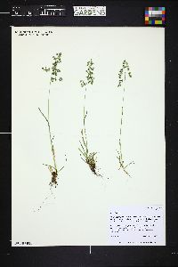 Poa alpina image