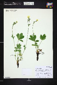 Potentilla gracilis image