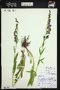 Penstemon strictus image