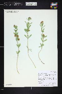 Phyla cuneifolia image