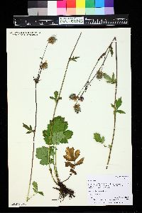 Geum rivale image