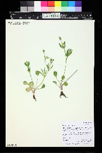 Ranunculus inamoenus image