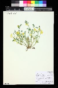 Corydalis aurea image