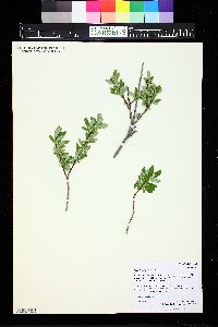 Salix brachycarpa image