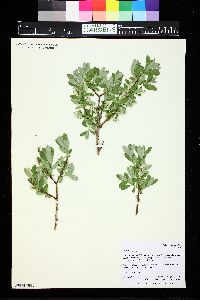 Salix brachycarpa image