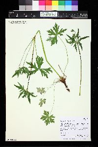 Geranium richardsonii image