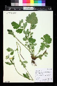 Geum macrophyllum image