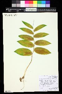 Maianthemum racemosum subsp. amplexicaule image