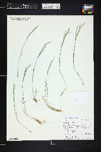 Poa nemoralis image