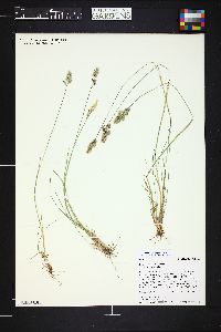 Poa cusickii var. pallida image