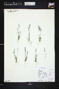 Poa glauca image