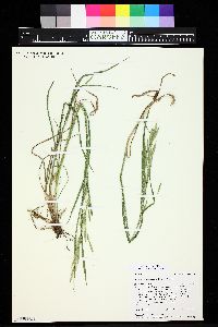 Bromus carinatus image