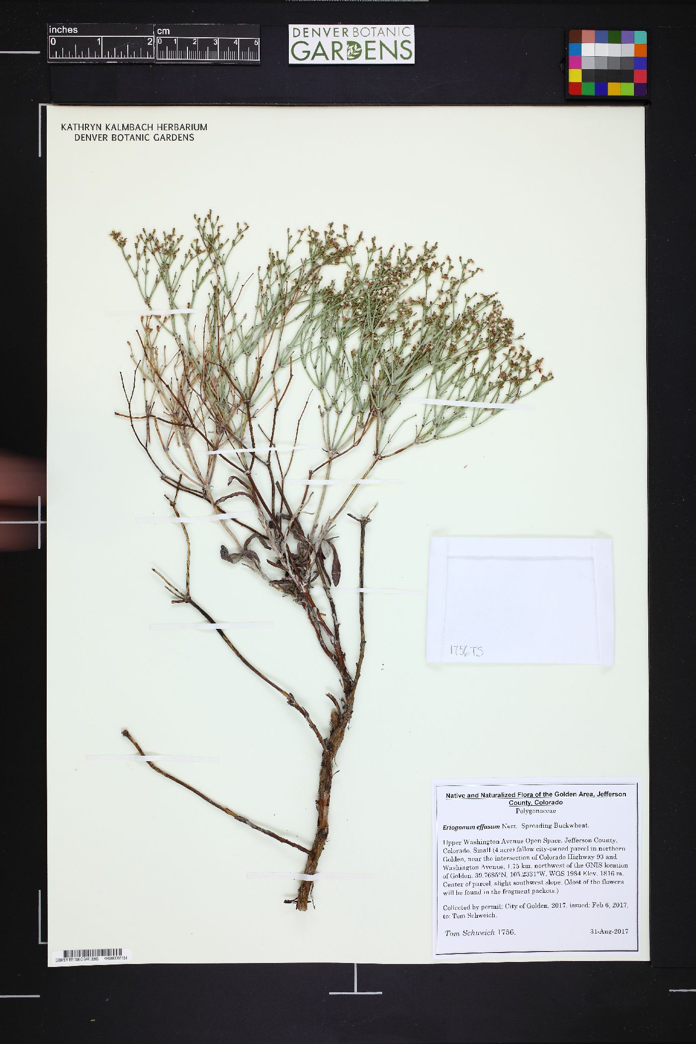 Eriogonum effusum image