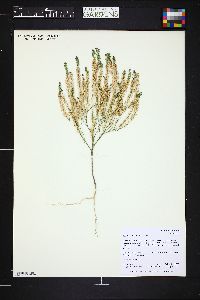 Lepidium densiflorum image