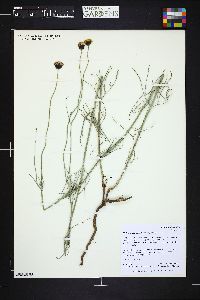 Thelesperma megapotamicum image