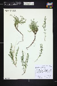 Galium trifidum image