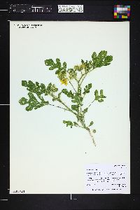 Solanum rostratum image