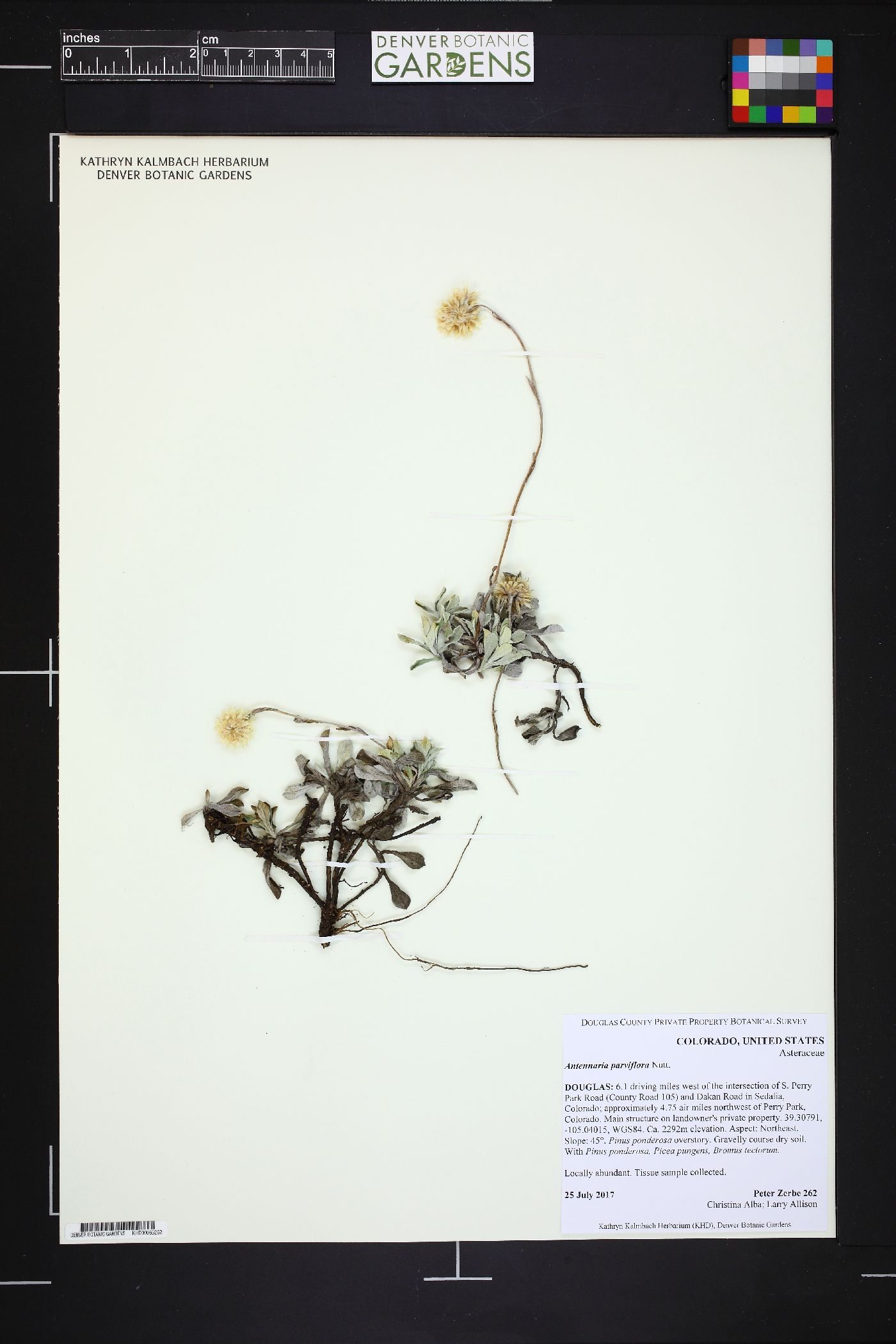 Antennaria parviflora image