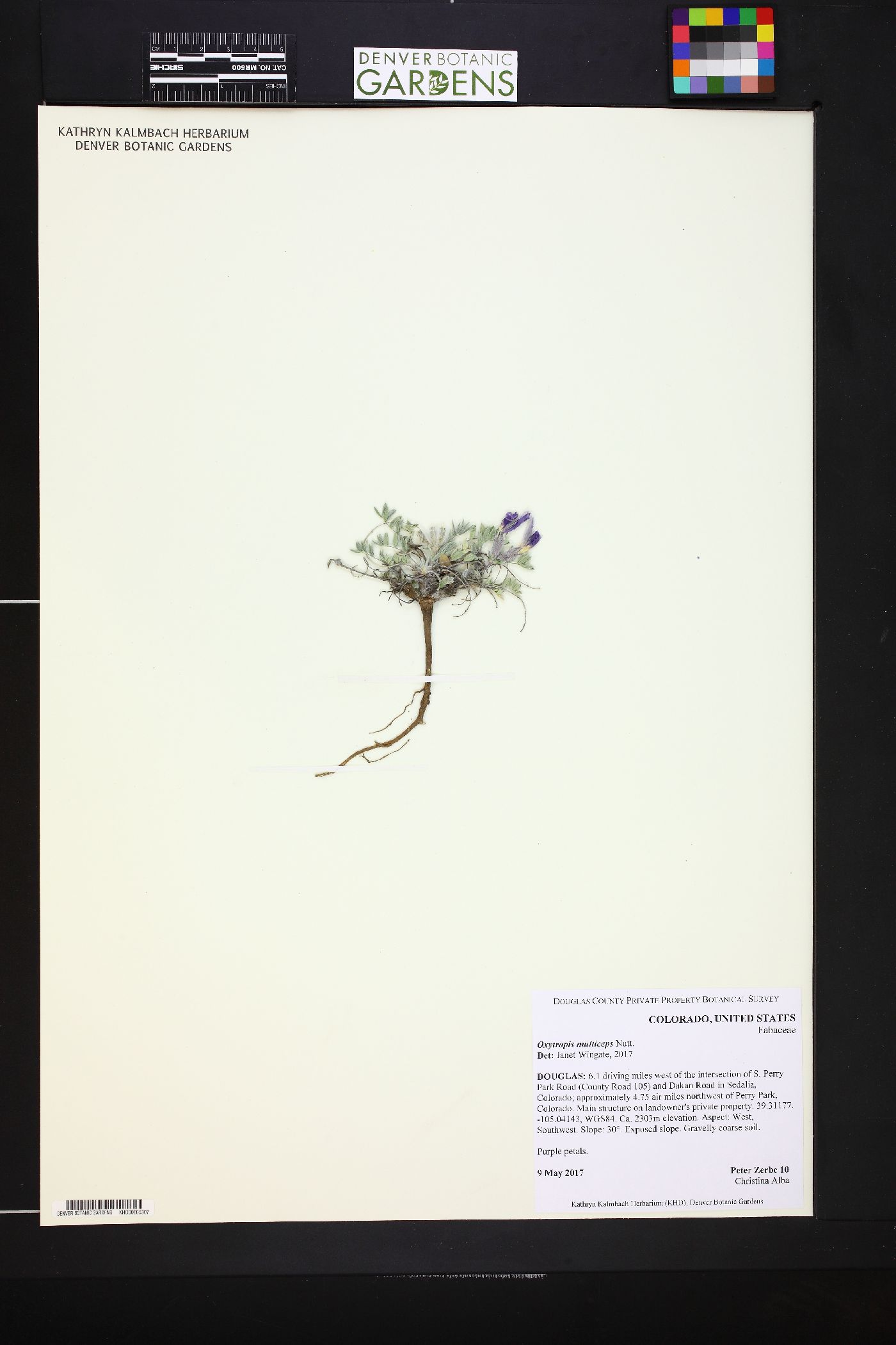 Oxytropis multiceps image