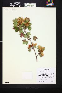 Acer glabrum image