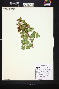 Physocarpus monogynus image