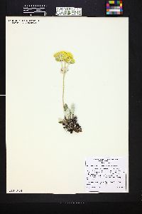 Eriogonum arcuatum image