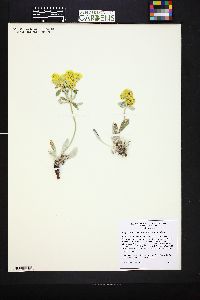 Eriogonum arcuatum image