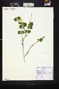 Rubus deliciosus image