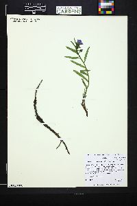 Mertensia lanceolata var. lanceolata image
