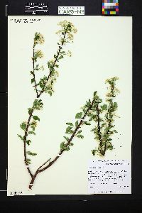 Prunus pensylvanica image