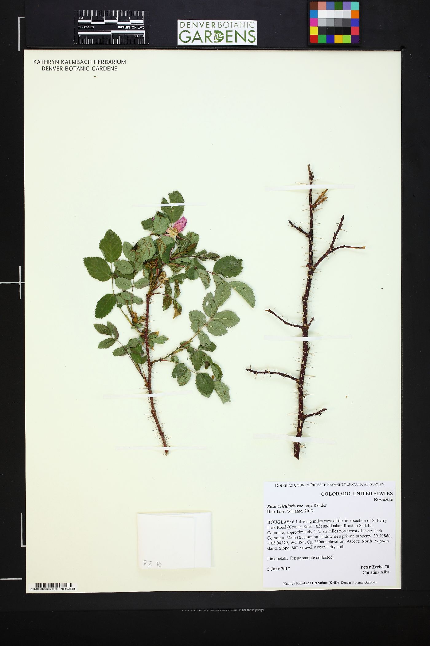 Rosa acicularis var. sayi image